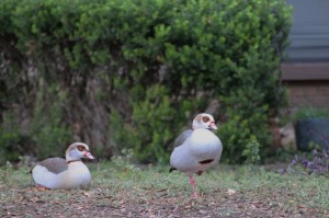 Egyptian Goose or Flamingo?