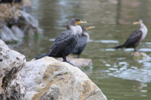 Cormorants on the rocks.