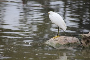 A cold Snowy Egret.