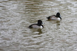 Ring-billed Ring-necks?