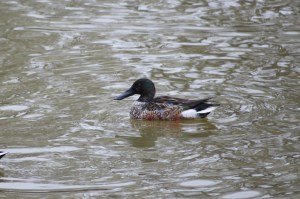 Smooth Sailing Shoveler