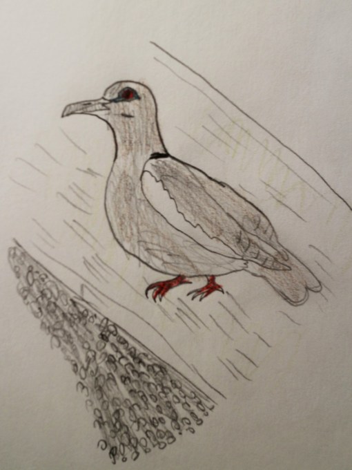 My White-winged Dove.