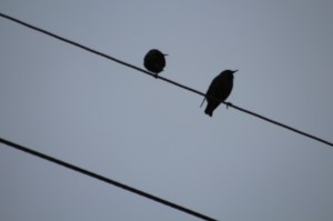 Back-lit Starlings